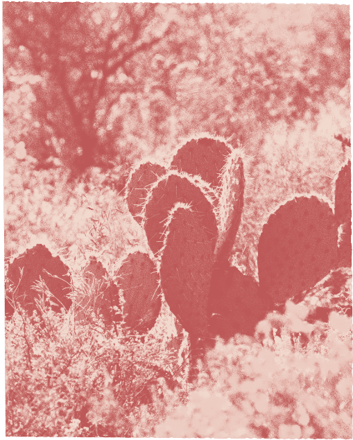 Prickly pear cacti thrive in a sunlit desert landscape near Medina Valley, surrounded by dry grasses and shrubs—a serene scene perfect for those seeking new homes for sale in this unique region.